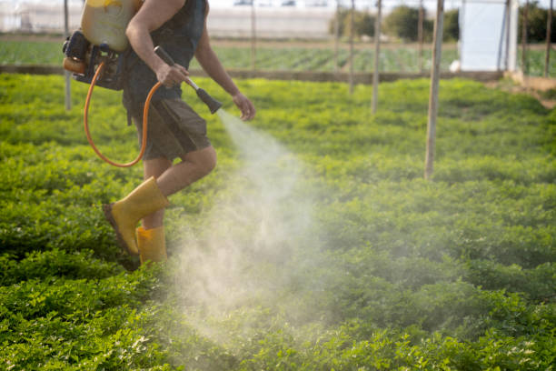 Best Bird Control  in Lake Elsinore, CA