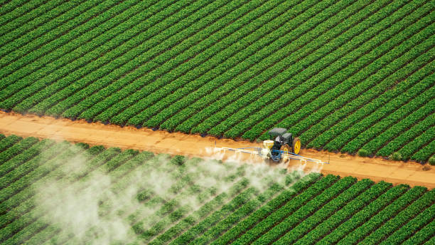 Best Pest Removal Services  in Lake Elsinore, CA