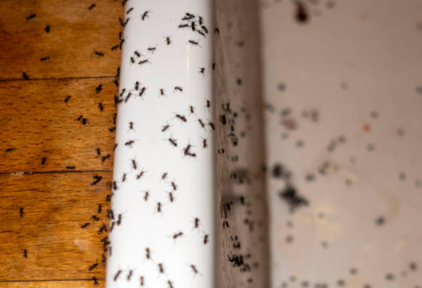Best Pest Control Treatment  in Lake Elsinore, CA