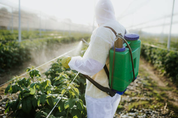 Best Local Pest Control Services  in Lake Elsinore, CA